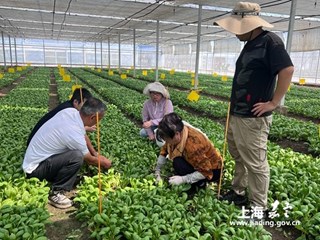 嘉定区在上海市“夏淡”青菜绿色高产高效示范活动中再创佳绩