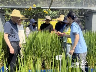 嘉定区组织召开水稻科学施肥增效技术观摩研讨会