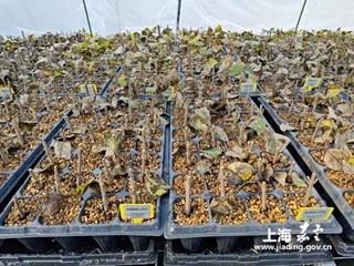 嘉定区农技中心成功开展外冈蜡梅扦插繁殖试验