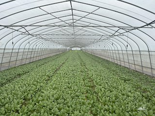 从“要我用农机”到“我要用农机”，嘉定的菜田发生了什么变化？