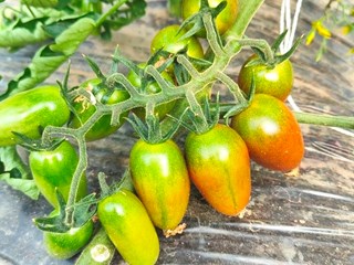 一口爆汁！嘉定地产小番茄少量抢“鲜”上市