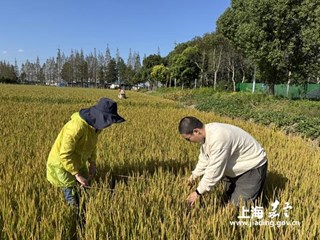 不负金秋，嘉定区积极开展水稻试验田间测产工作