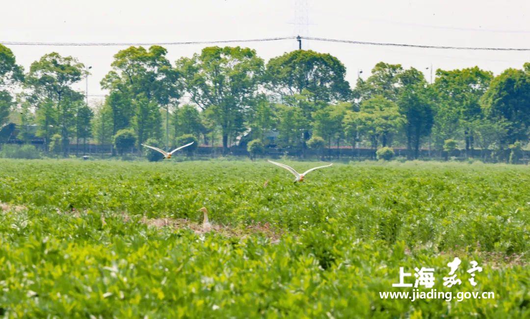 6687e9fca15645b08853851ddf4608ce.jpg 6687e9fca15645b08853851ddf4608ce.jpg