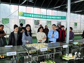 2025年嘉定区秋季玉米新优品种展示观摩会顺利召开