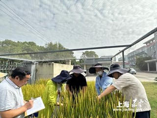 嘉定区扎实推进控释尿素应用效果研究