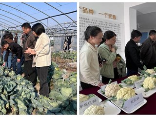 嘉定区成功举办2025年秋季蔬菜新优品种展示观摩活动