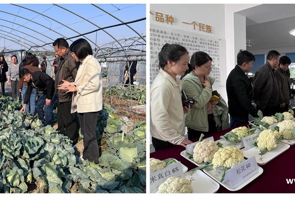 嘉定区成功举办2025年秋季蔬菜新优品种展示观摩活动