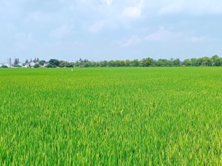强过程监管、助技术集成，嘉定持续推进粮油规模种植主体单产提升