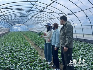 嘉定区大力推广蔬菜新优品种“黑塘202”助力菜农增产增收
