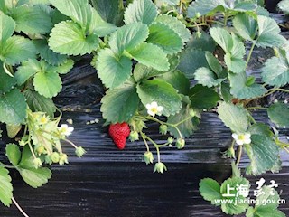 嘉定本地头茬草莓少量尝鲜，大规模上市较往年有所延迟
