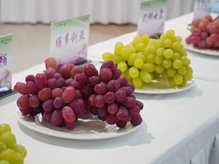 “葡”香链动长三角！2025“嘉昆太宝”地产葡萄宣传推介活动成功举办