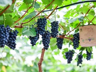 中国农大调研嘉定马陆葡萄区域公用品牌建设