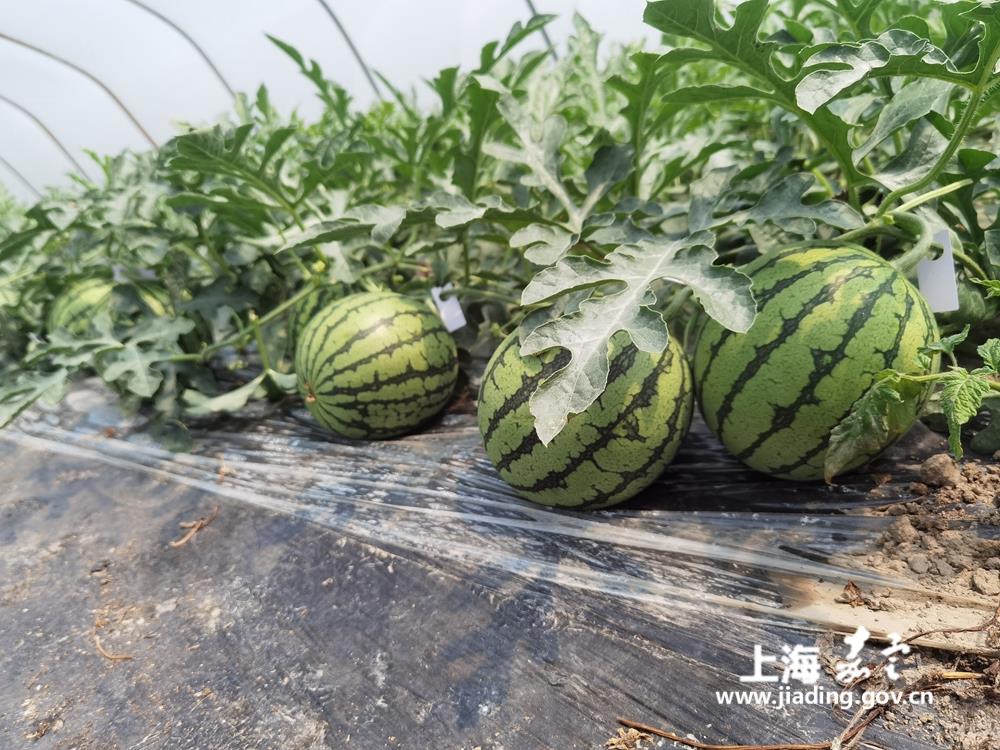 da27db8c01154e1e8f45eaff33a6868b.jpg da27db8c01154e1e8f45eaff33a6868b.jpg