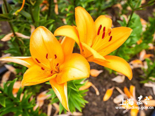 外冈蜡梅园引新景：“橙色阳光”赏食百合