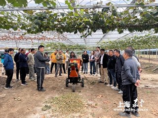 嘉定区举办2025年葡萄机械化生产现场会
