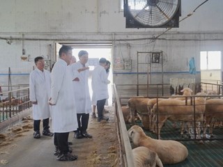 市农业农村委调研嘉定区“三秋”农业工作